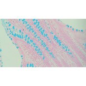Tissue Control Slide, Alcian Blue
